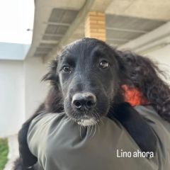 Foto de Lino