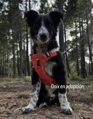 Foto de Onix