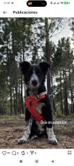 Foto de Onix