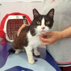 Foto de Oreo (Felipe)
