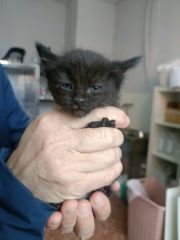 Foto de Trufa (Donna)