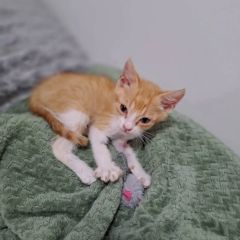 Foto de Felix (Salmonete)