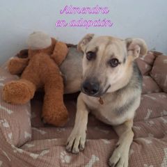 Foto de Almendra