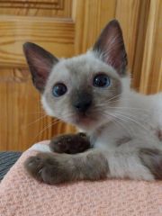 Foto de Mochi