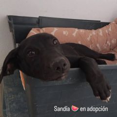 Foto de Sandia