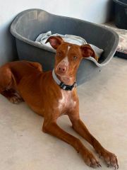 Foto de Fito