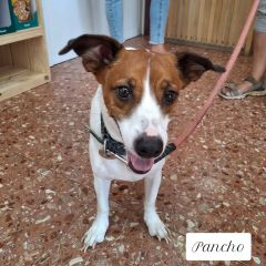 Foto de Pancho 