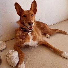 Foto de Iris