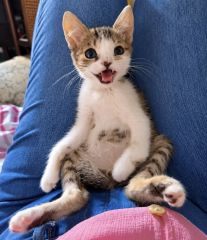 Foto de Popi