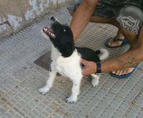 Foto de Perro en Calamocha