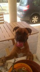 Foto de Boxer encontrada