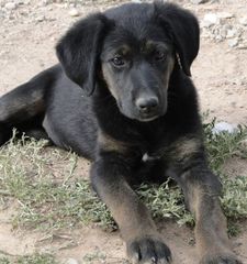 Foto de Kenia (Sirrah)