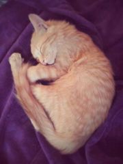 Foto de Simba