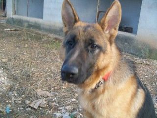 Foto de Sim&oacute;n