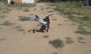 Foto de Anubis