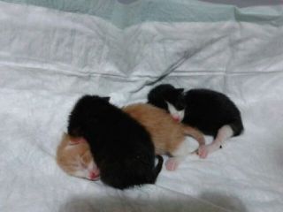 Foto de Pearson