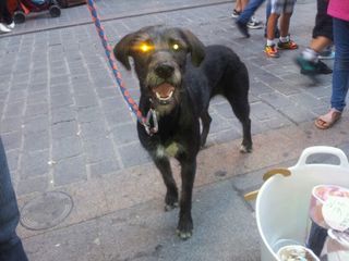 Foto de Nala