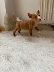 Foto de Tito (Limón)